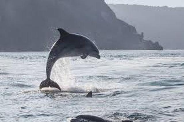 Baie Mt St Michel , Jullouville , Villa Caprice Rdc , 50 M Mer ,7 Pers , Pres Plage Dday Eksteriør bilde