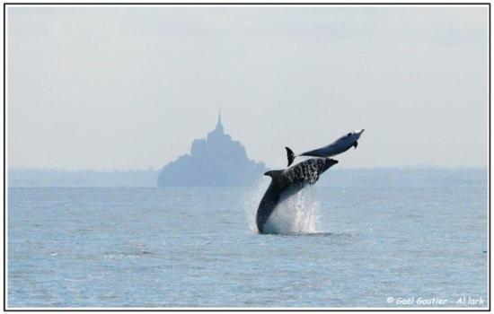 Baie Mt St Michel , Jullouville , Villa Caprice Rdc , 50 M Mer ,7 Pers , Pres Plage Dday Eksteriør bilde